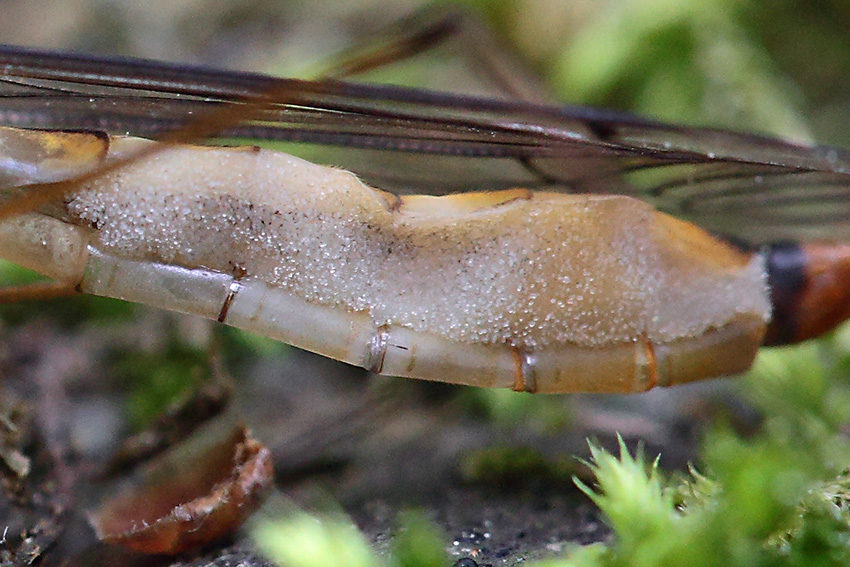 Tipulidae: Nephrotoma sp., femmina, parassitata da un fungo